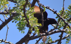 Onychognathus nabouroup