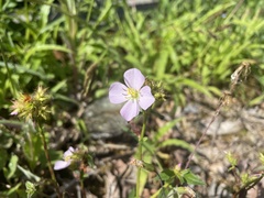 Pterolepis glomerata