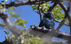 Onychognathus nabouroup