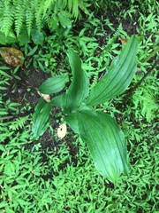 Cypripedium parviflorum
