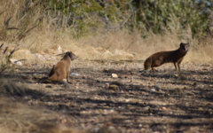 Cynictis penicillata