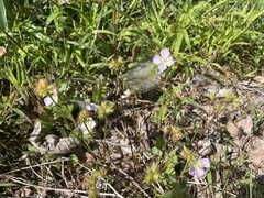 Pterolepis glomerata