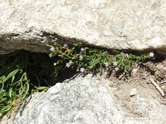 Spergularia capillacea