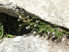 Spergularia capillacea