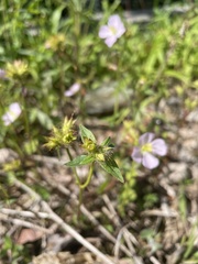 Pterolepis glomerata