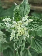 Urtica dioica