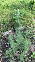 Artemisia austriaca