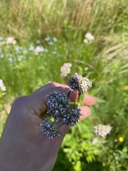 Valeriana officinalis sambucifolia