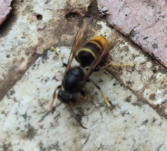Vespa velutina