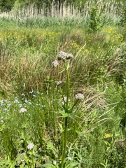 Valeriana officinalis sambucifolia