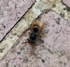 Vespa velutina