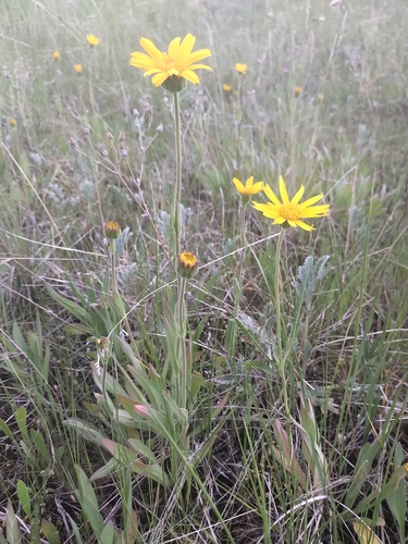 Image of Arnica fulgens by (c) Doug Macaulay, some rights reserved (CC BY)