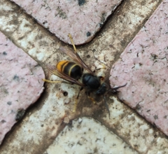 Vespa velutina