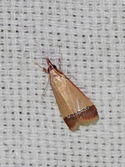 Autocharis