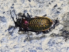 Carabus elysii