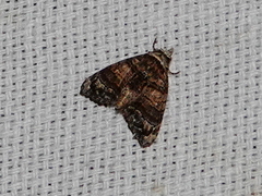 Chlumetia transversa