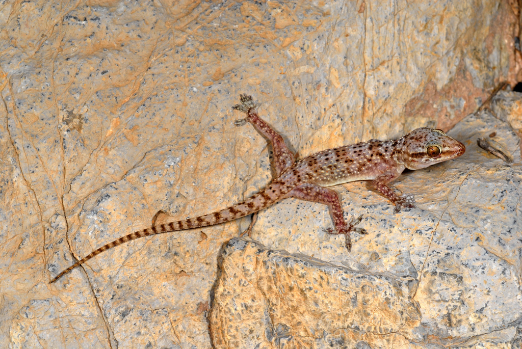 Hajar Mountain Gecko