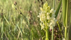 Dactylorhiza incarnata ochroleuca