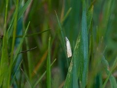 Crambus lathoniellus