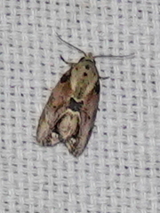 Etanna breviuscula
