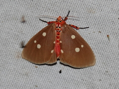 Tinolius eburneigutta