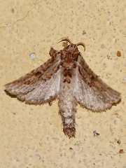 Metarbelidae