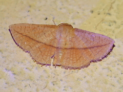 Striglina