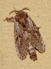 Metarbelidae