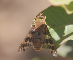 Esenbeckia fascipennis