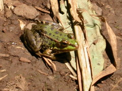Pelophylax perezi