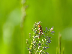 Cantharis livida