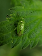 Lygocoris pabulinus