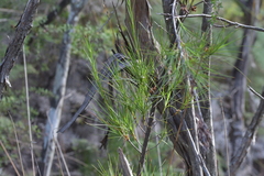 Dracophyllum sinclairii