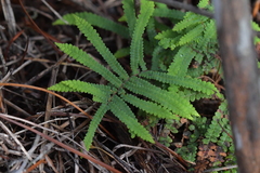 Gleichenia dicarpa