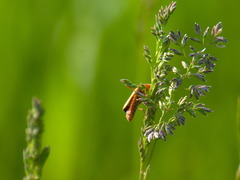 Cantharis livida