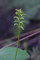 Genoplesium pumilum