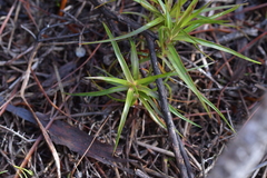 Dracophyllum sinclairii