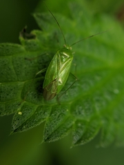 Lygocoris pabulinus