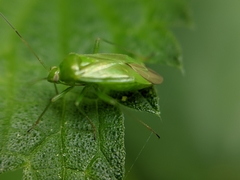 Lygocoris pabulinus