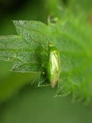 Lygocoris pabulinus