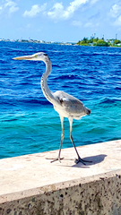 Ardea cinerea