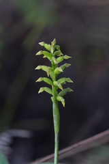 Genoplesium pumilum
