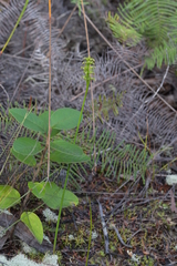 Genoplesium pumilum