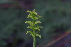 Genoplesium pumilum