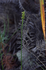 Genoplesium pumilum