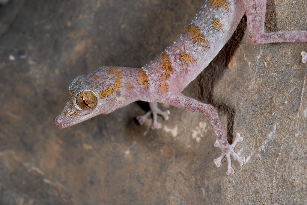 Flat-Headed Leaf-Toed Gecko
