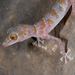 Flat-snouted Leaf-toed Gecko - Photo (c) Roberto Sindaco, some rights reserved (CC BY-NC-SA), uploaded by Roberto Sindaco