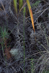 Genoplesium pumilum