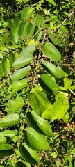 Trema micrantha floridana