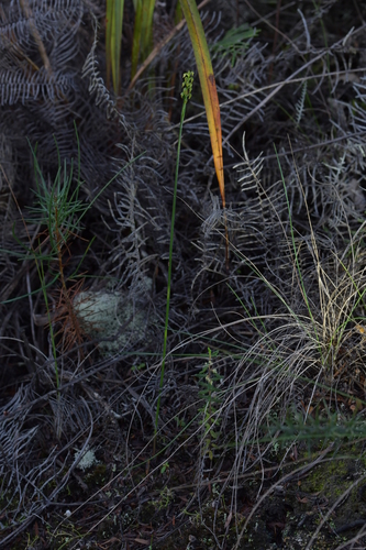 Image of Genoplesium pumilum by (c) Christopher Stephens, some rights reserved (CC BY-SA)